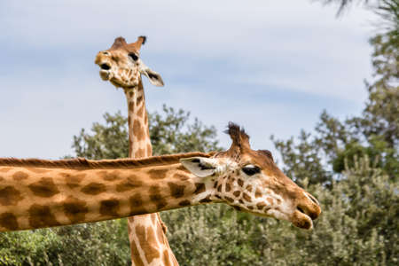 giraffes at La Barben zoo, in Provenceの写真素材