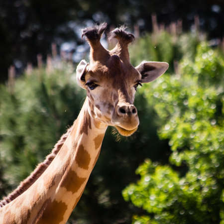 giraffe at La Barben zoo, in Provence