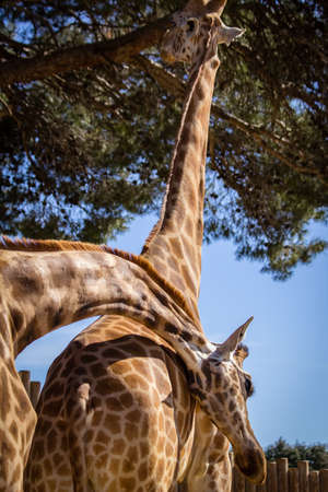 giraffes at La Barben zoo, in Provenceの写真素材