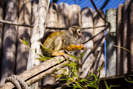 saimiri monkey, at La Barben zoo, in Provence