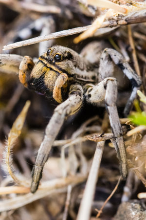 narbona spider close up