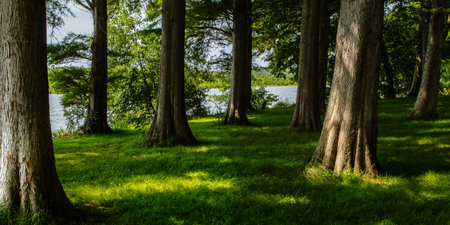 vegetation around the lake of Soustons, in the south west of Franceの写真素材