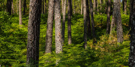 pines and ferns in the Sore forest, in the south west of Franceの写真素材