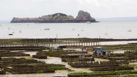 oyster beds in Cancale, Brittanyの写真素材