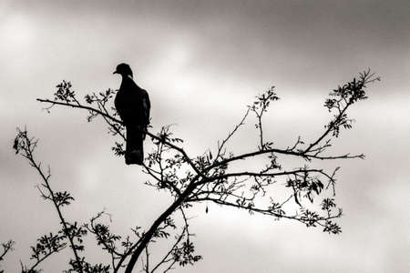 bird in a park in Aix en Provenceの写真素材
