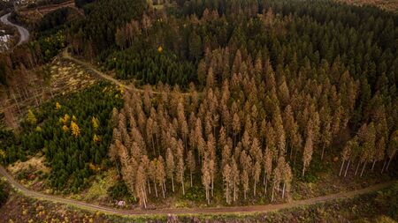 Bark beetle plague in 2019 due to high heat and drought. Drone recording from NRW.