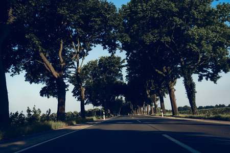 Picture of a street with trees and a blue skyの写真素材