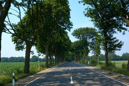 a road with trees and a blue skyの写真素材