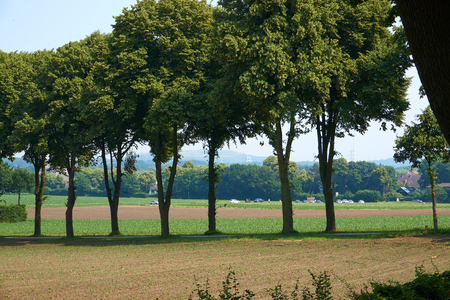 Trees in the middle of a fieldの写真素材