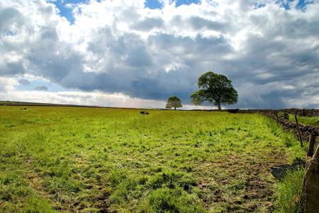 Lone trees in a green field, blue cloudy sky