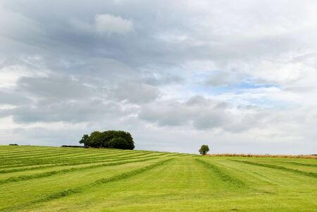 Field with lines of mown grass, trees on horizonの写真素材