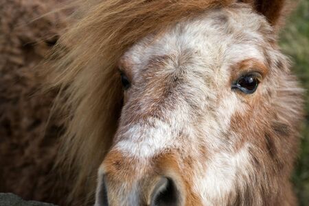 close up of pony head brown mane and white faceの写真素材