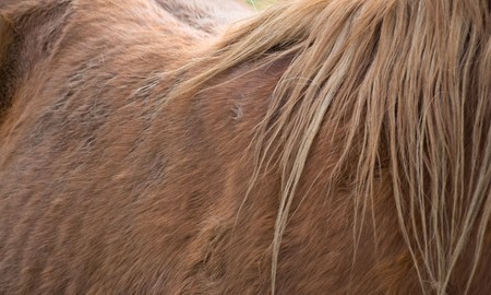 close up of pony's brown long mane and backの写真素材