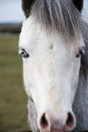 close up of white horse face from frontの写真素材