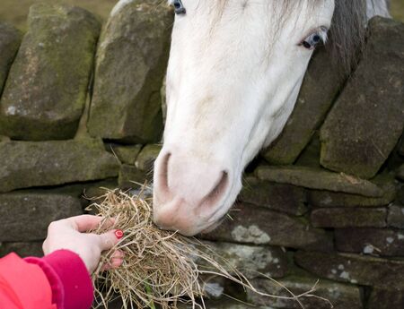 White horse eating hay from hand over wallの写真素材