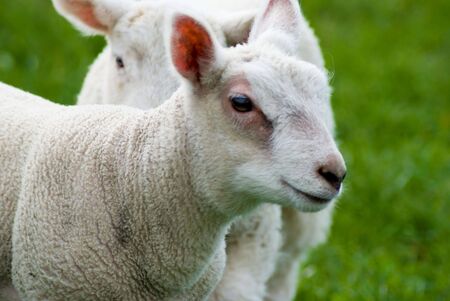 Medium close up of lamb with other lamb in backgroundの写真素材