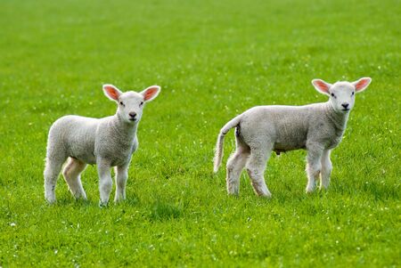Two spring lambs side on looking at viewerの写真素材