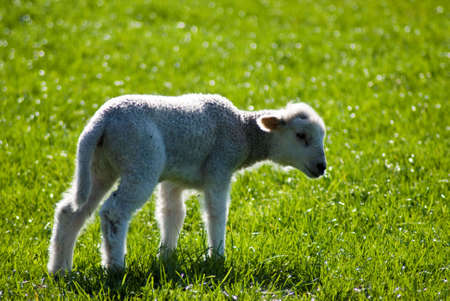 Single spring lamb standing facing right backlitの写真素材