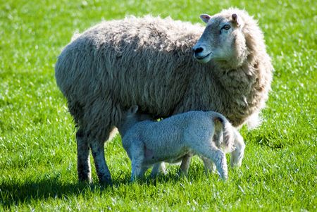 Left facing ewe suckling lamb with head underneath