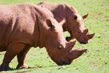 Two white rhinos facing right in profile grazingの写真素材