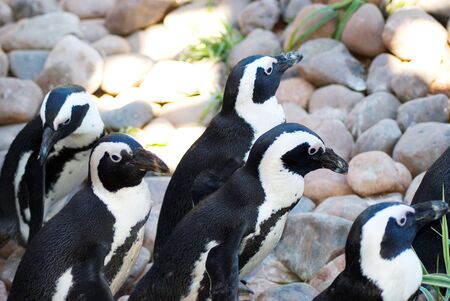 Group of black footed penguin facing rightの写真素材