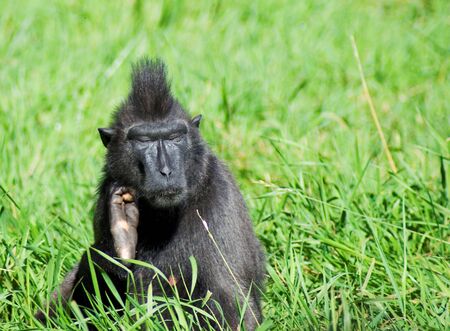 Sulawesi macaque scratching face with right legの写真素材