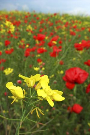 Poppy fieldの写真素材