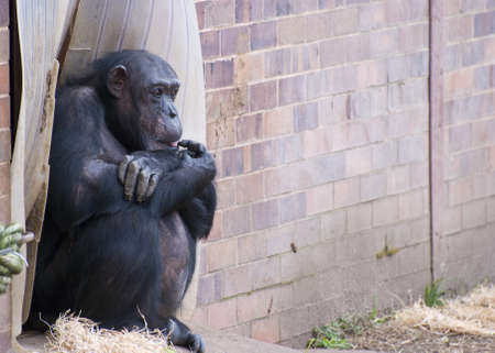 lonely chimpの写真素材