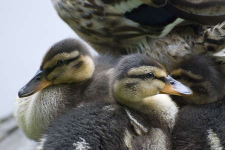 Mallard chicksの写真素材