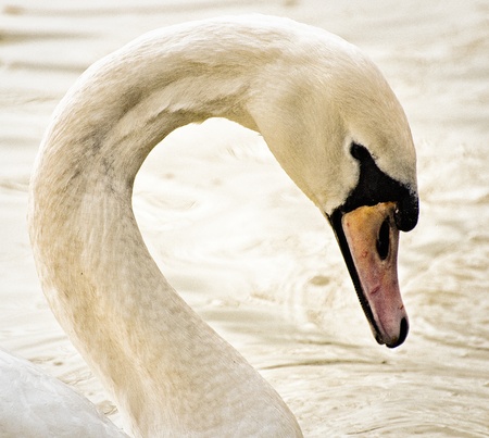 Swan profileの写真素材