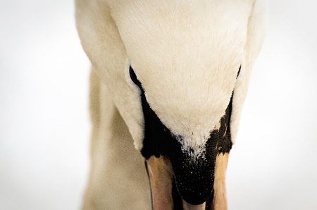 Swan close upの写真素材