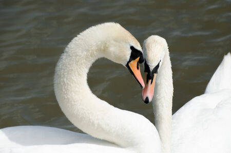 Swan lovers forming heart shapeの写真素材