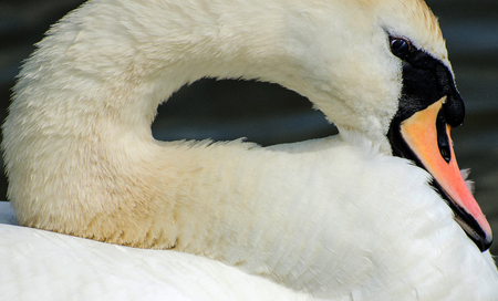 Swanの写真素材