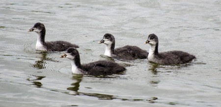 Coot chicksの写真素材
