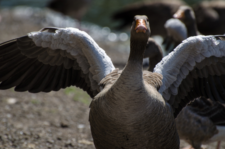 Angry gooseの写真素材