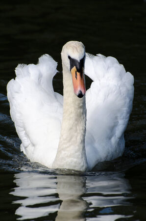 Swanの写真素材