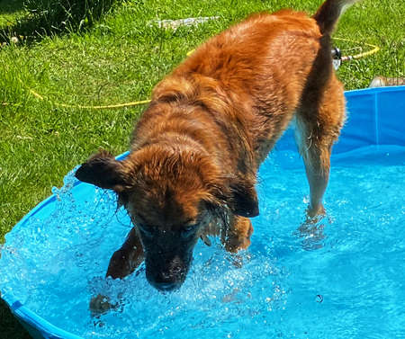 Dog playing in poolの写真素材