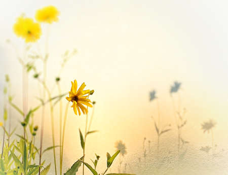 Sunflowers high keyの写真素材