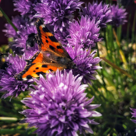 Butterfly on chive flowers