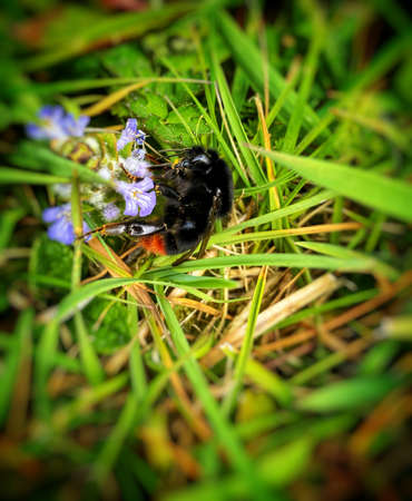Red-tailed bumblebeeの写真素材