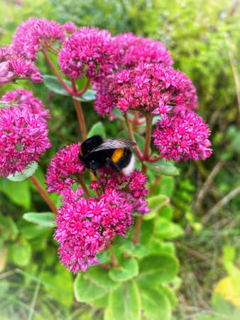 Bee on purple flowersの写真素材