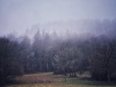 Foggy morning in the forest with trees and meadows.