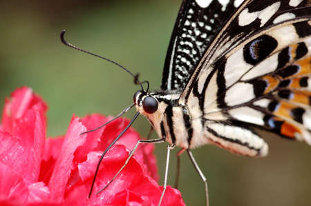 Monarch butterfly feeding on red flowerの写真素材