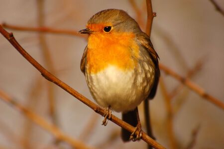 Robinの写真素材
