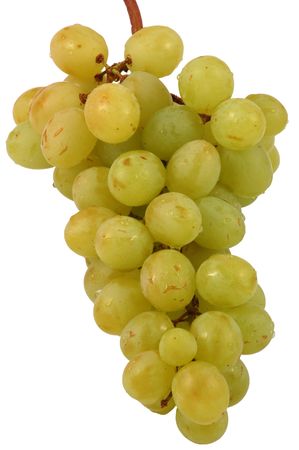 Grapes isolated with clippingpath includedの写真素材