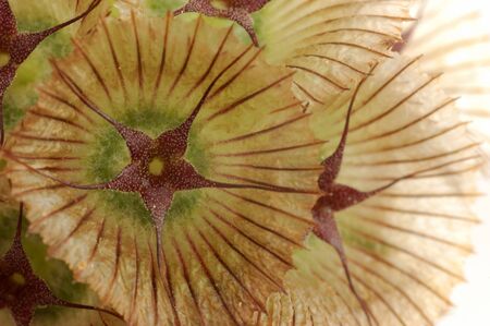 Scorpiosa close-up