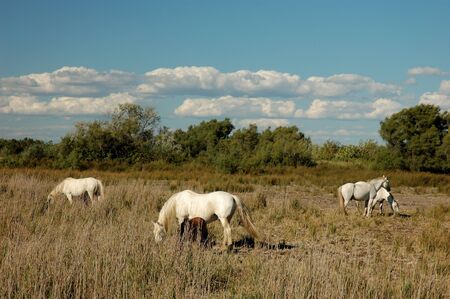 White camargue horsesの写真素材