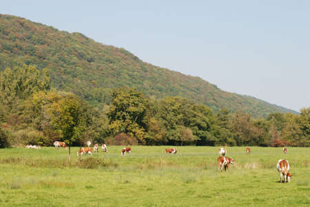 Rural landscape with cows on a meadowの写真素材
