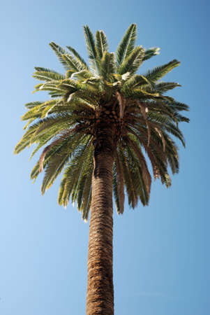 Palmtree against blue skyの写真素材