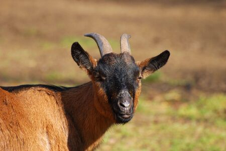 Goat head close-upの写真素材